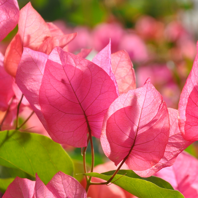 Bougainvillea Louis Wathen